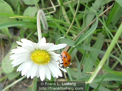 Hanging In There, Ladybird, Daisy